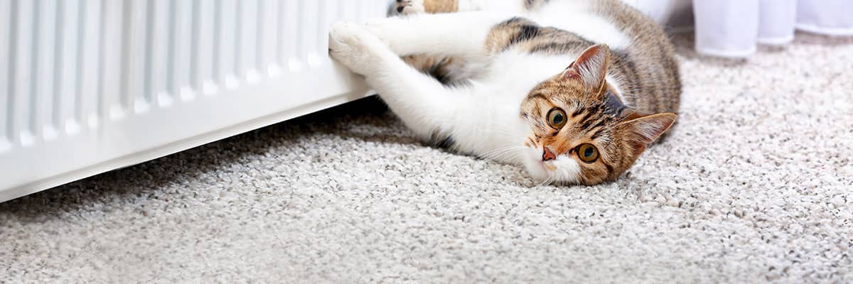 gemütliches Zuhause: Katze an wohlig warmer Heizung