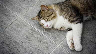 Energieberatung der Verbraucherzentrale: Katze räkelt sich auf warmen Fußboden